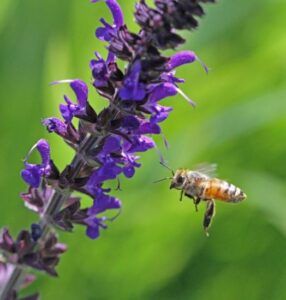 Beware Where You Get Your Packages of Bees Image